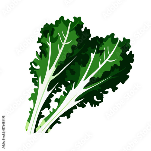 Kale greens vector illustration for rich nutritient diet