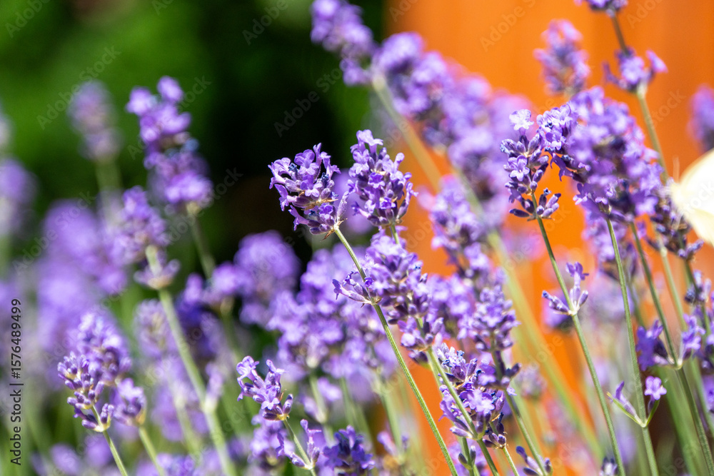 Fototapeta premium Lavendel in Blüte mit verschwommenem Hintergrund