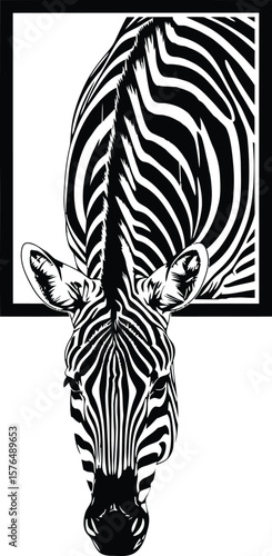 Intriguing Zebra Portrait within a Frame