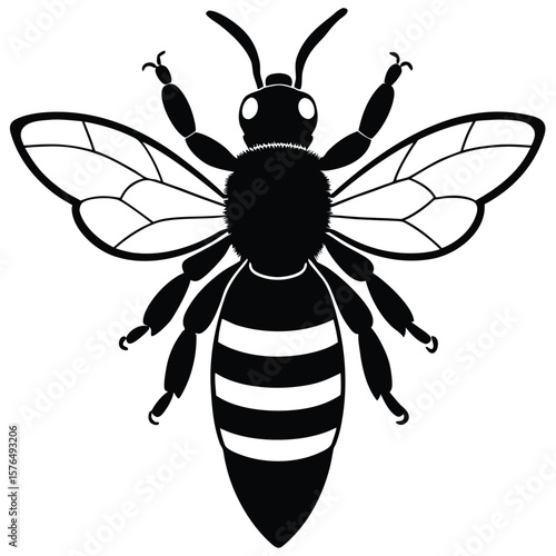 Black bee with striped abdomen and detailed wings insect white
