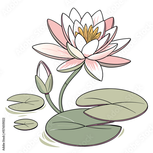 pink water lily