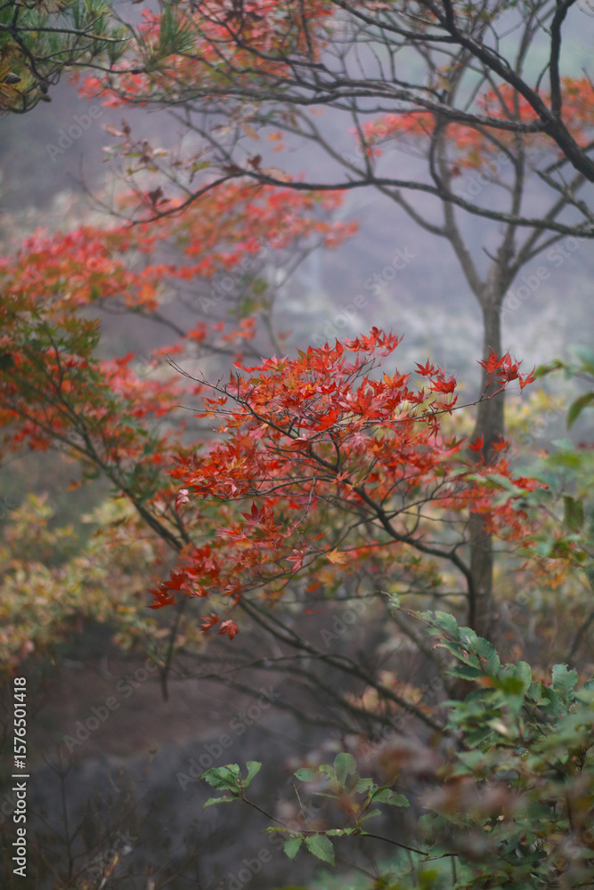 Captivating Autumn Scene: Vibrant Red Maple Leaves In Enchanting Foggy Landscape Awash In Rich Colors Of Fall, Nature's Masterpiece For All To Appreciate And Enjoy Captivating Autumn Scene: Vibrant Red Maple Leaves In Enchanting Foggy Landscape Awash In Rich Colors Of Fall, Nature's Masterpiece For All To Appreciate And Enjoy