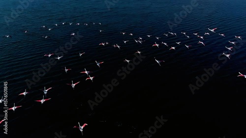 A flock of flamingos flies over the dark waters of a lake