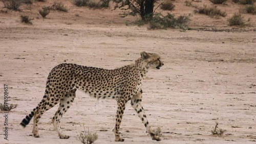 Cheetah walking in dry land in Kgalagadi transfrontier park, South Africa; specie Acinonyx jubatus family of Felidae 