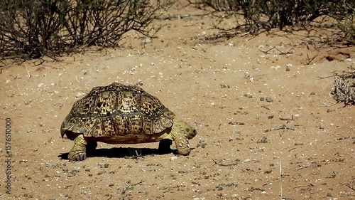 Leopard tortoise eating in dry land in Kgalagadi transfrontier park, South Africa ; Specie Stigmochelys pardalis family of Testudinidae