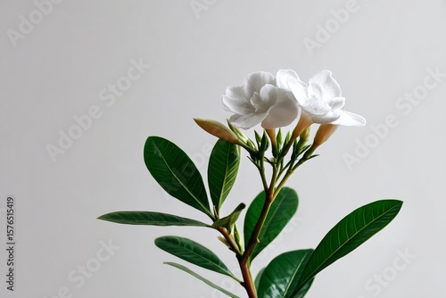 White Flower on Green Leaves With Neutral Background in Bright Natural Light