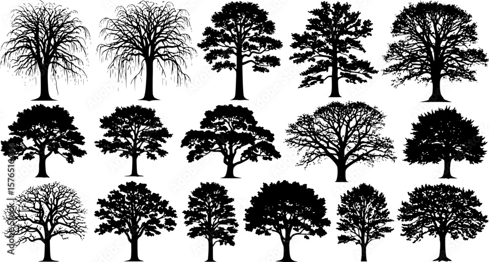 Obraz premium set of tree silhouette, black and white silhouette, vector and illustration 