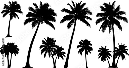 palm tree silhouette, black and white silhouette, vector and illustration
