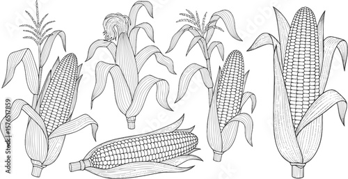 set of corn line art, black outline, vector and illustration, coloring book page line art drawing

