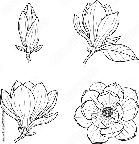 Delicate magnolia blossoms unveil their beauty in a line drawing, showcasing botanical art with organic shapes and an illustration of a flowering tree with spring flowers.