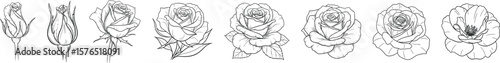 Captivating sketch of rose flower stages, showcasing a blooming roses progression, floral art, ideal for romantic designs and botanical illustrations, vintage style.