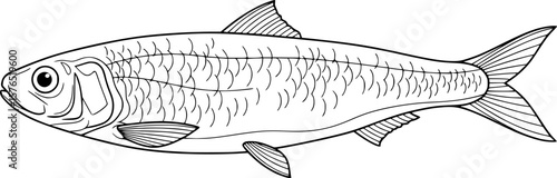 sardine fish line art, black outline, vector and illustration, coloring book page line art drawing
