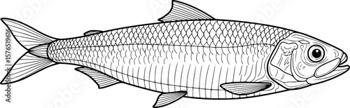 sardine fish line art, black outline, vector and illustration, coloring book page line art drawing
