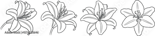 Elegant botanical design with four detailed lily flowers, perfect for floral backgrounds, textile prints, and creative projects that need a nature inspired accent.