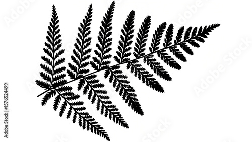 The image is a crisp black silhouette of a fern leaf on a plain white background. The leaf is detailed, showing the characteristic feathery structure with many small segments (fronds) extending from t
