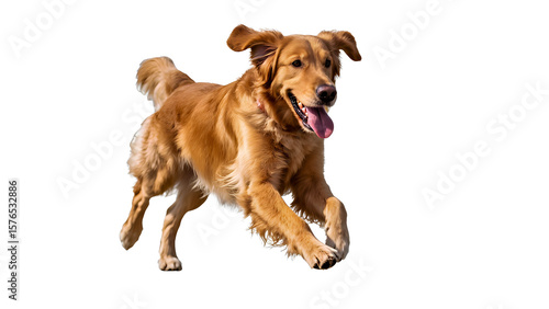 A dynamic photo of a Golden Retriever in motion, running forward. The dog has a characteristic golden-red coat, its tongue is slightly hanging out of its mouth, indicating activity and possible breath