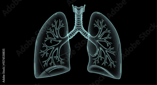 Lungs anatomy illustration in flat vector art style on black background  
