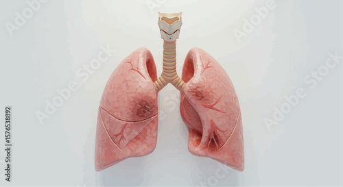 Anatomical model of human lungs with trachea in realistic detail  