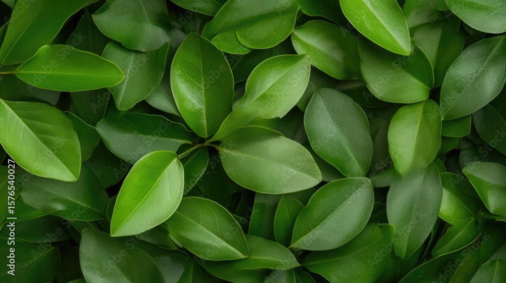 Fototapeta premium Green lush leaves background