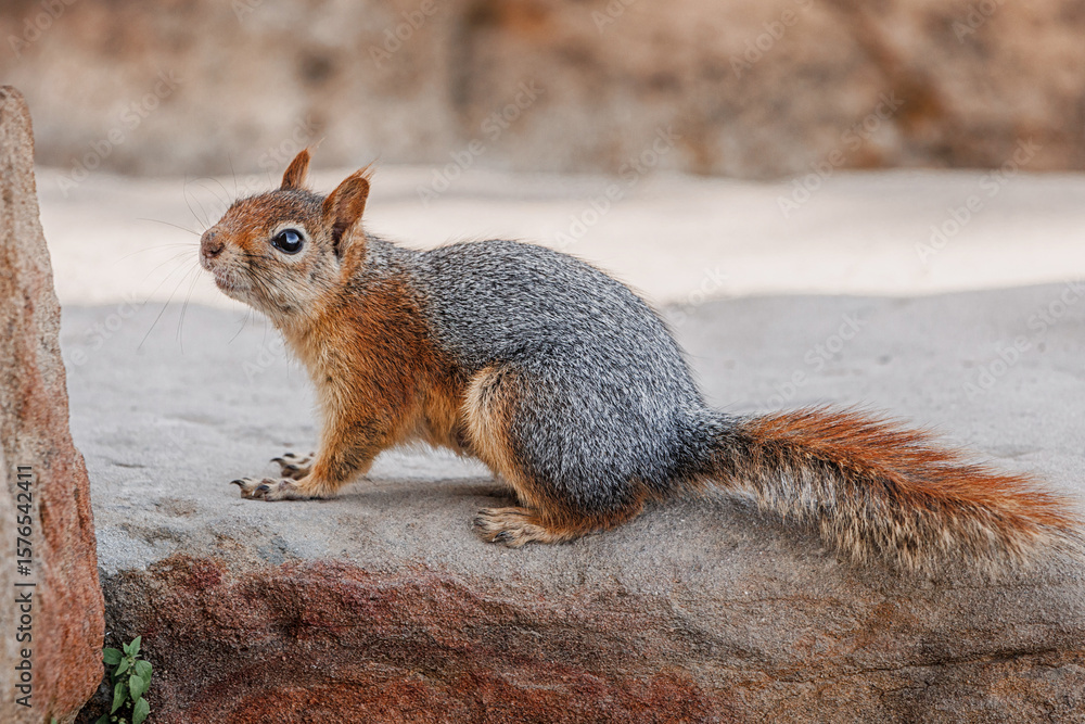 Fototapeta premium Caucasian squirrel resting on a stone, with rocky terrain and wild nature