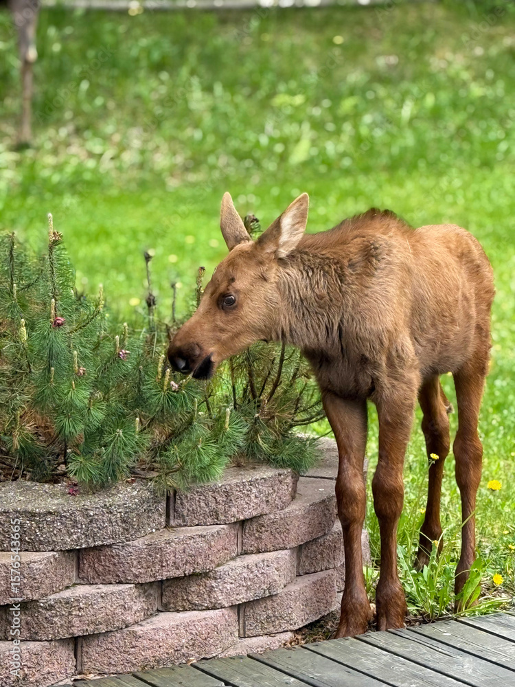 Fototapeta premium Baby moose grazing in back yard