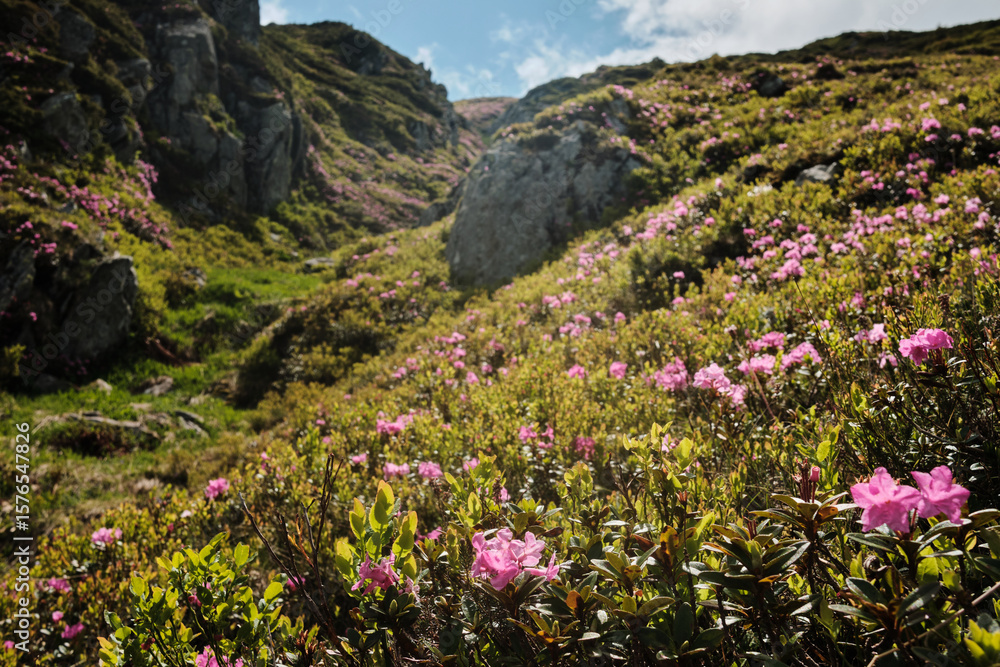 Obraz premium Stunning alpine landscape featuring a vibrant carpet of pink rhododendrons blooming on a mountainside. Majestic peaks and a cloudy sky create a dramatic backdrop.