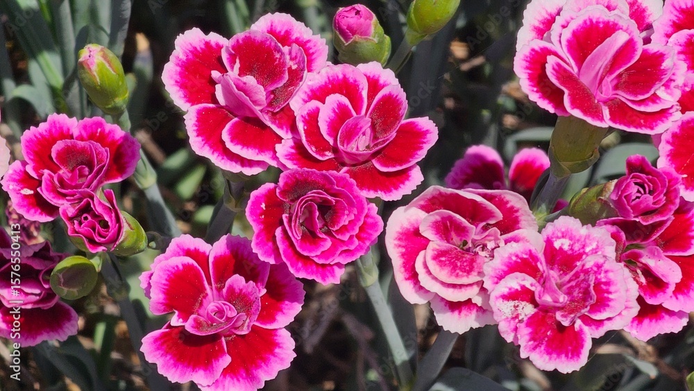 Fototapeta premium Sweden. Dianthus caryophyllus commonly known as carnation or clove pink, is a species of Dianthus native to the Mediterranean region. 