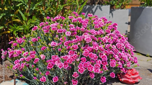 Wallpaper Mural Sweden. Dianthus caryophyllus commonly known as carnation or clove pink, is a species of Dianthus native to the Mediterranean region.  Torontodigital.ca