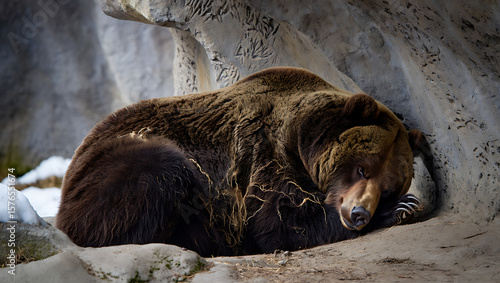 Tableau sur toile A large brown bear is curled up and sleeping soundly in a rocky cave, seeking sh