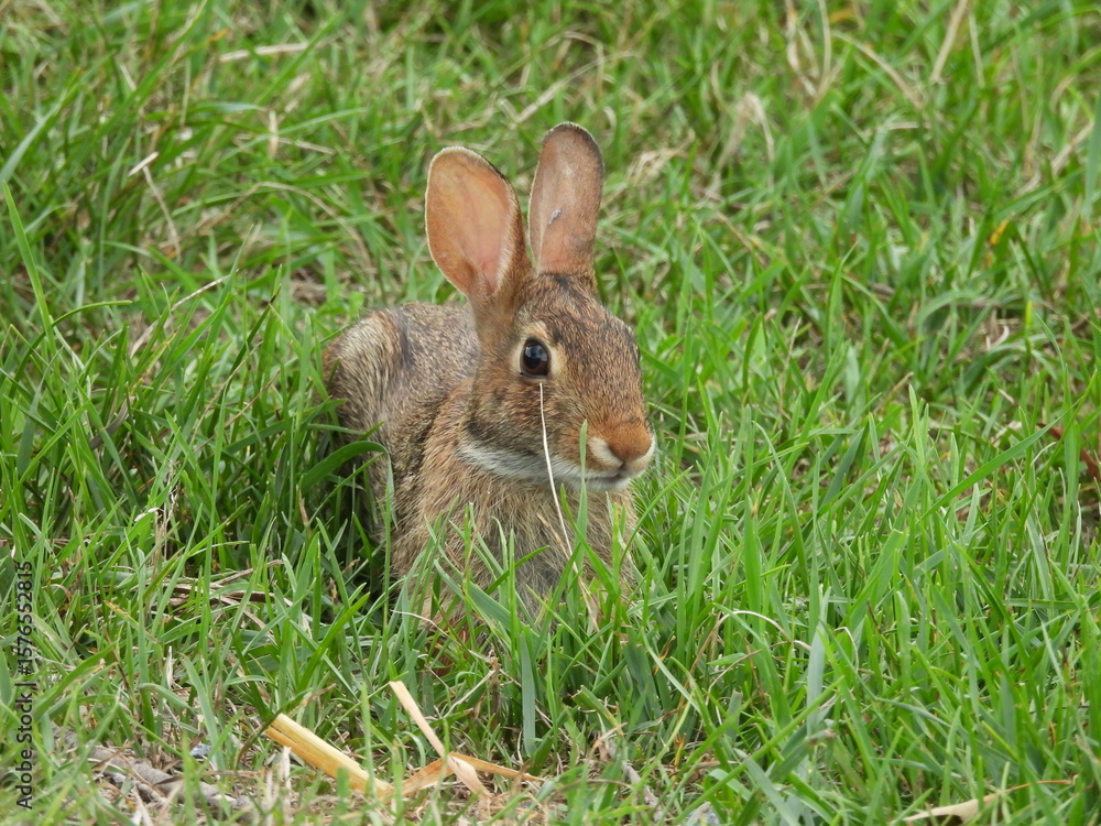 Fototapeta premium Eastern cottontail rabbit living within the grasslands of the Middle Creek Wildlife Management Area, Lancaster County, Pennsylvania.
