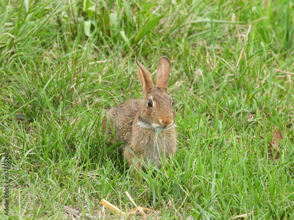 A hungry, eastern cottontail rabbit, grazing on thick strands of lush, green grass, within the grasslands of the Middle Creek Wildlife Management Area, Lancaster County, Pennsylvania. A hungry, eastern cottontail rabbit, grazing on thick strands of lush, green grass, within the grasslands of the Middle Creek Wildlife Management Area, Lancaster County, Pennsylvania.