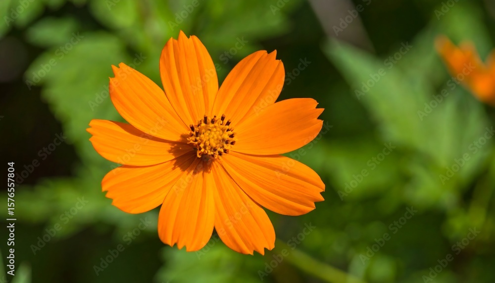 Vibrant orange cosmos flower in garden Vibrant orange cosmos flower in garden