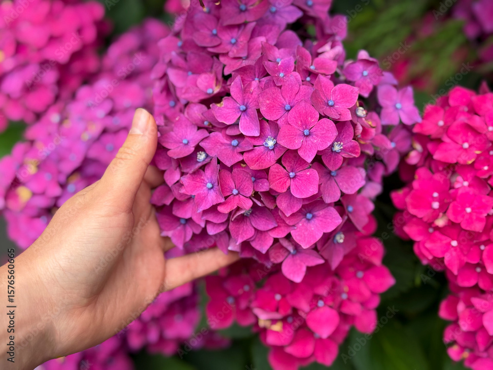 Obraz premium Female hand holding pink hydrangea flower