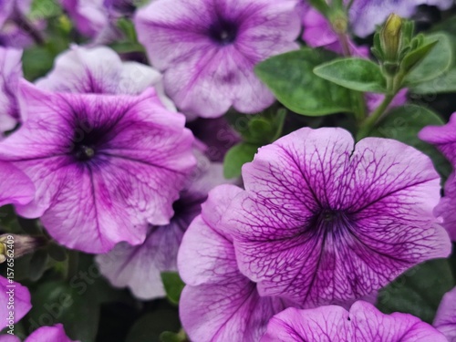 violet flowers in the garden