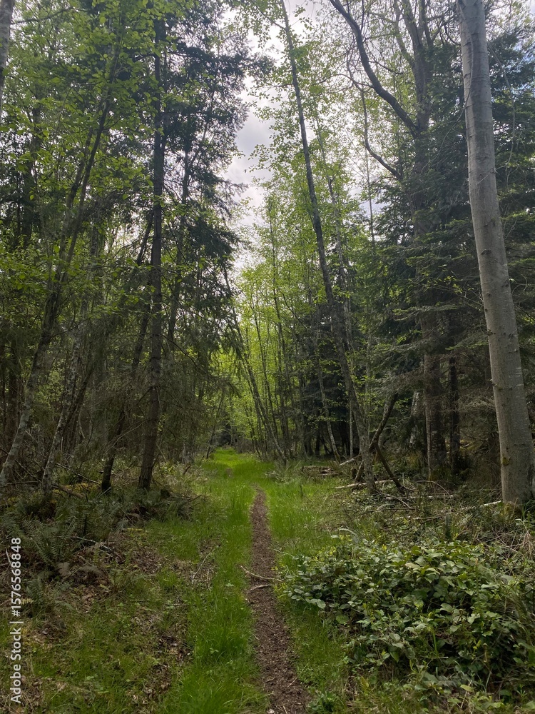 Obraz premium footpath in the forest