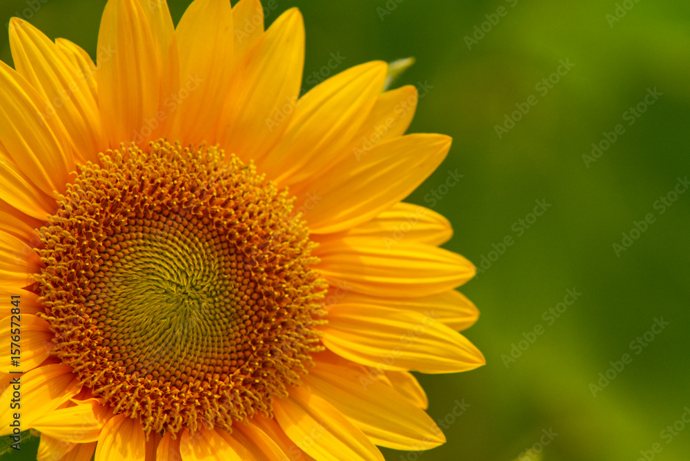 Yellow sunflower Yellow sunflower