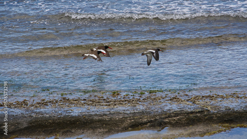 American Oystercatchers