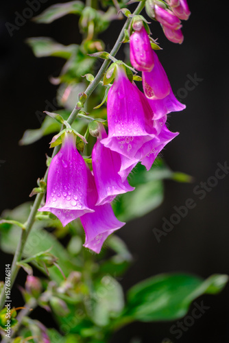 Beautiful foxglove blooms with raindrops against dark background