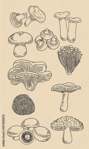 set of original illustrations of various mushrooms, hand-drawn in a minimalist style. Fungus illustrations for posters, cards, and graphic design.