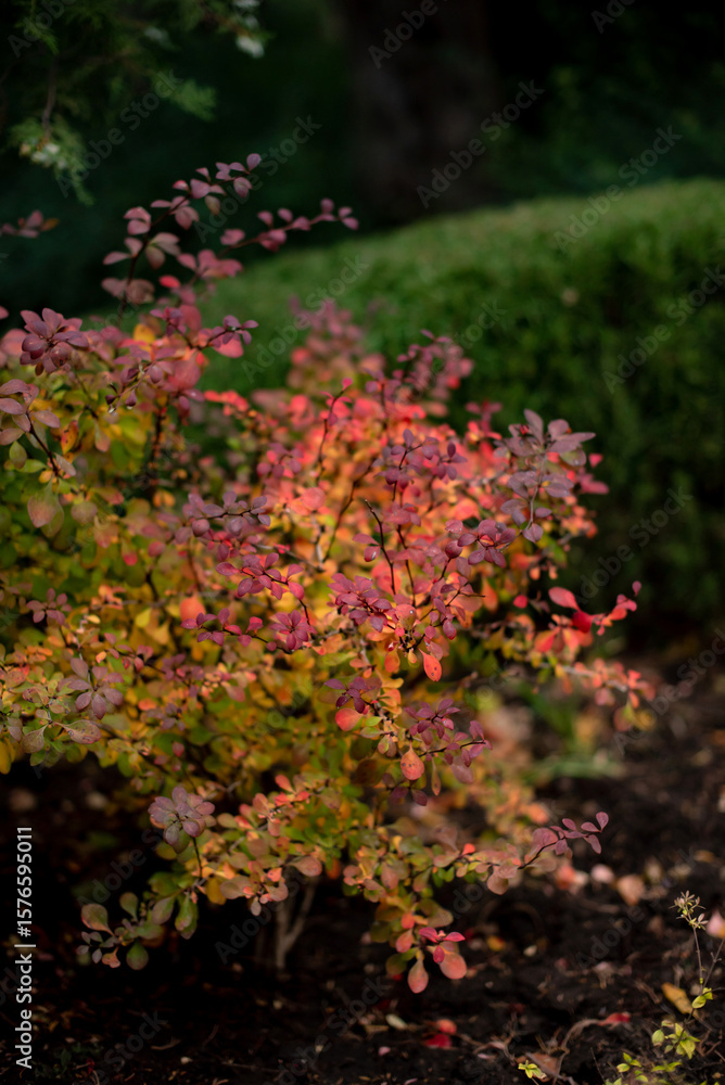 Obraz premium Colorful autumn foliage with vibrant red and orange leaves on a bush, surrounded by green hedges, representing the concept of seasonal change.
