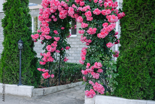 Obraz na plátně A beautiful archway covered in vibrant pink roses leads to a well-maintained garden