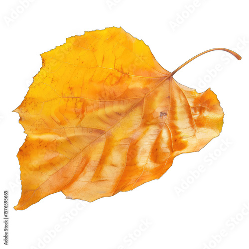 Single, autumnal leaf, warm yellow-orange hues