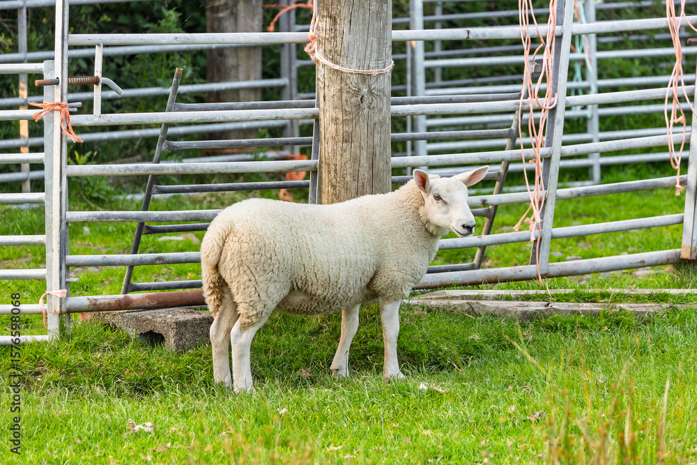 Obraz premium Sheep Standing in a Metal Gate Holding Pen or Stock Fold on a Farm