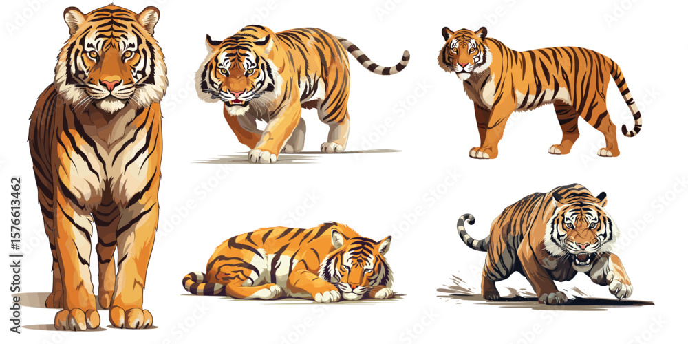 Obraz premium Set of realistic tigers in different poses. The tiger stands, lies, walks, hunts, and sleeps