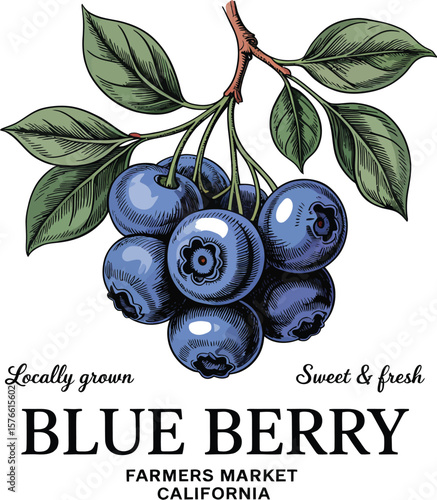Illustration of blueberries on a branch with leaves and farmers market advertisement text