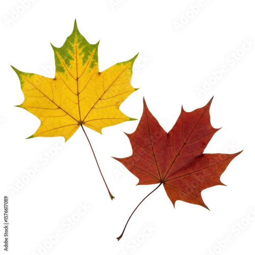 Wallpaper Mural Two maple leaves, one yellow and one red, symbolize autumn. Great for nature, fall, or thanksgiving themes. Torontodigital.ca