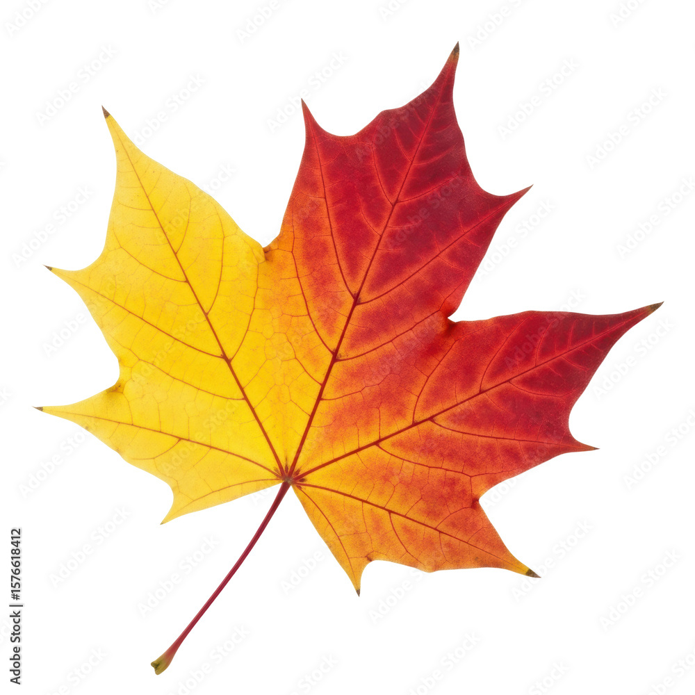 Obraz premium A single maple leaf transitioning from yellow to red. Great for seasonal designs.