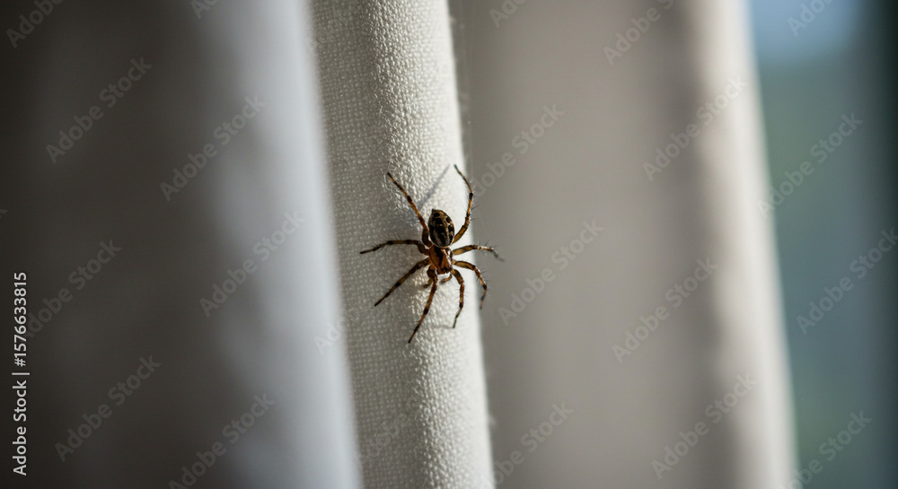 Obraz premium Spider crawling on a fabric curtain in a bright indoor setting