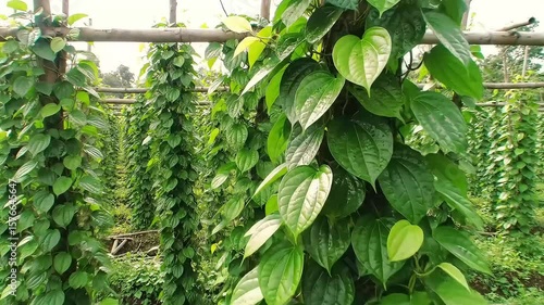 Thriving Betel Leaves: A Farm's Bounty