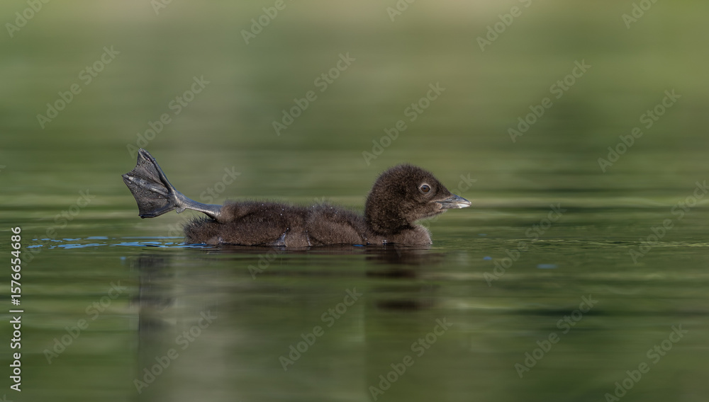 Fototapeta premium A common loon on a lake 